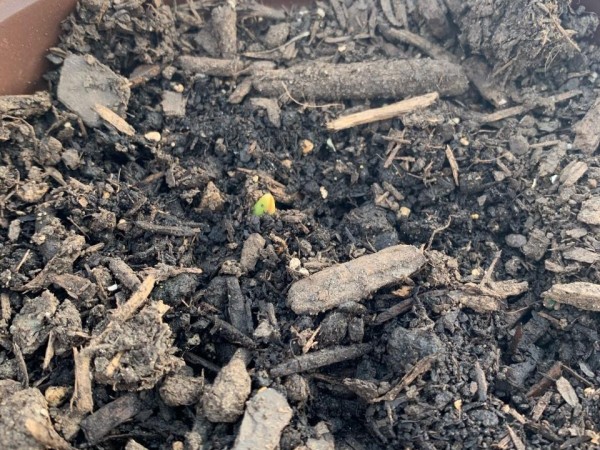Tulips emerging in North Carolina