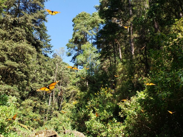 Monarchs at La Cañada