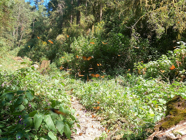 Fluttering butterflies