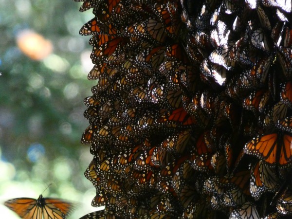 Monarchs at Cerro Pelon