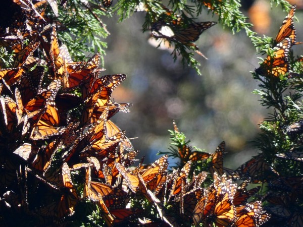 Monarchs at Cerro Pelon 