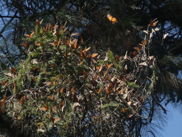 Monarchs at Cerro Pelon