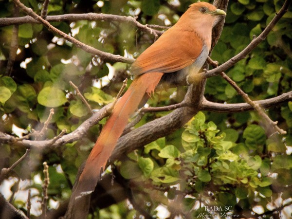 Squirrel Cuckoo