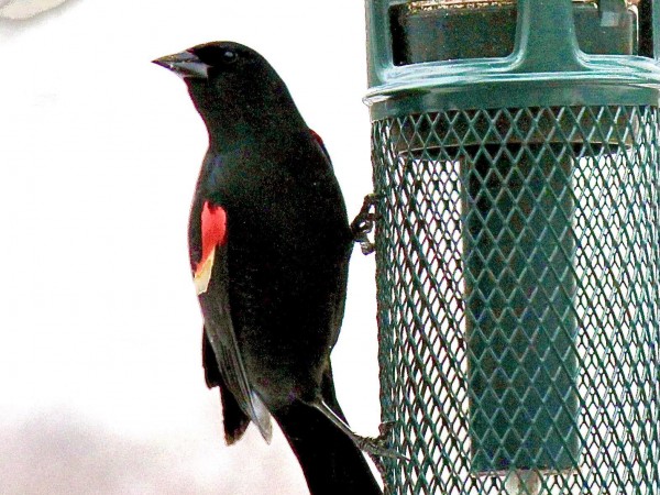 Red-winged Blackbird