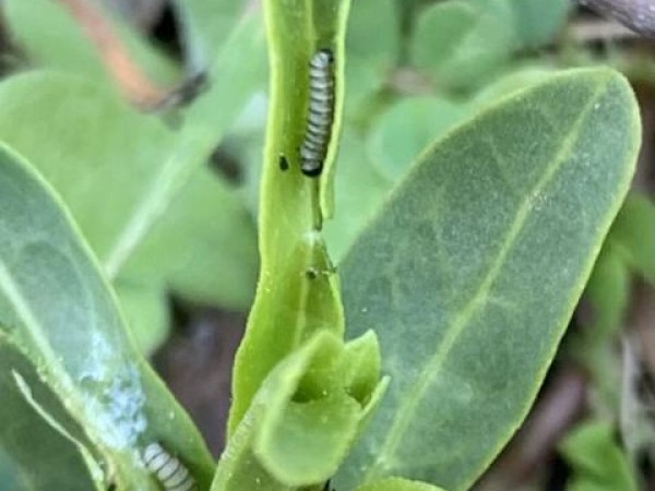 Monarch Larvae