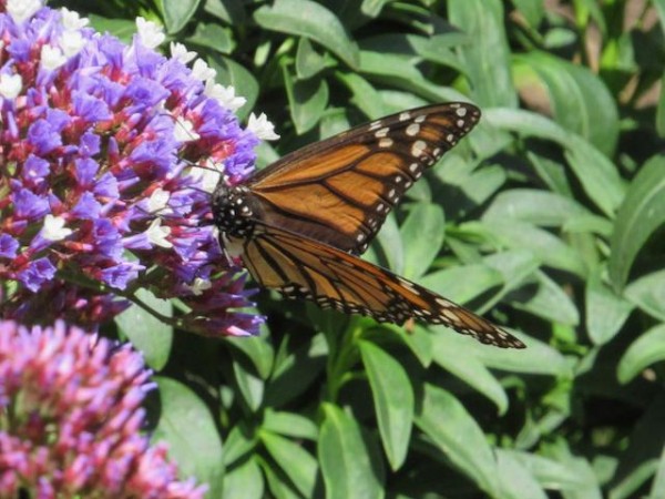 Monarch Butterfly 