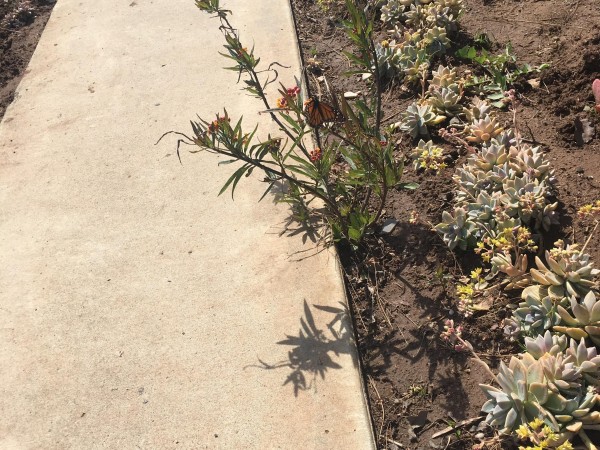 Monarchs in Imperial Beach, CA