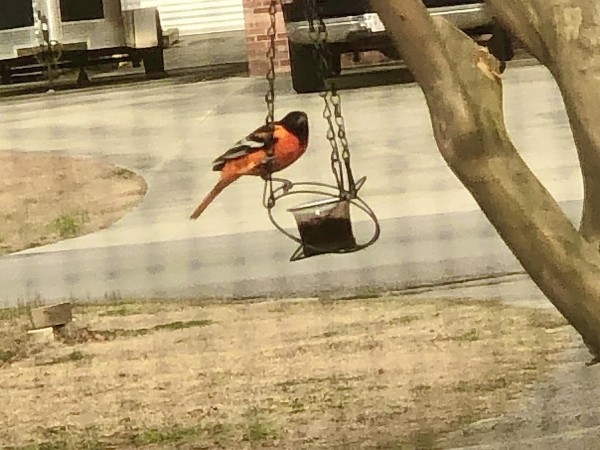 Baltimore Oriole 