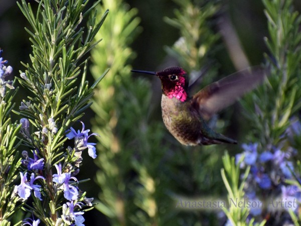 Anna's Hummingbird