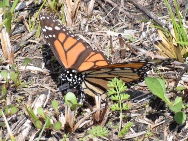 Monarch laying eggs