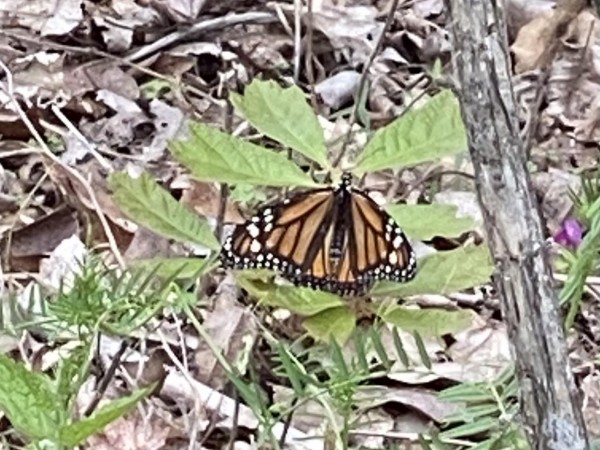 Monarch in georgia
