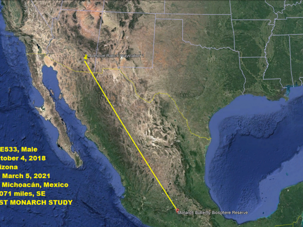 Map of tagged monarch