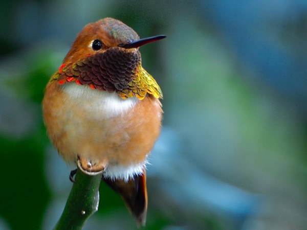 Male Rufous Hummingbird