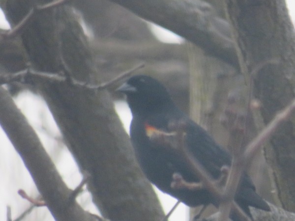Red-winged Blackbird