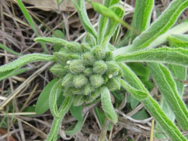 Monarch eggs on milkweed