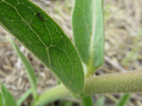 Monarch larva