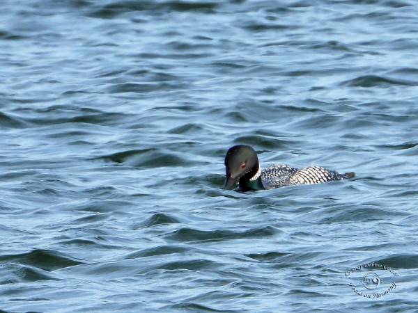 Common Loon