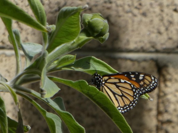 Monarch in Arizona