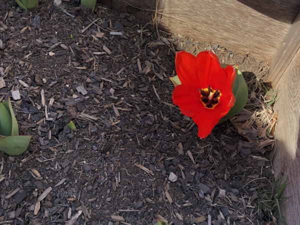 Blooming tulip