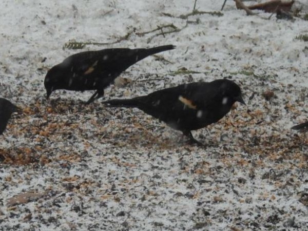 Red-winged Blackbirds