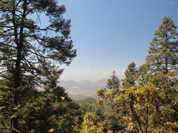 Monarchs at Sierra Chincua.