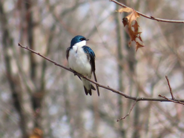 Tree Swallow 