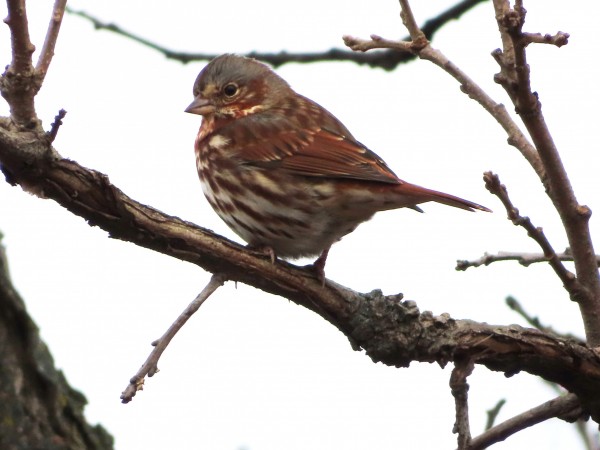 Fox Sparrow
