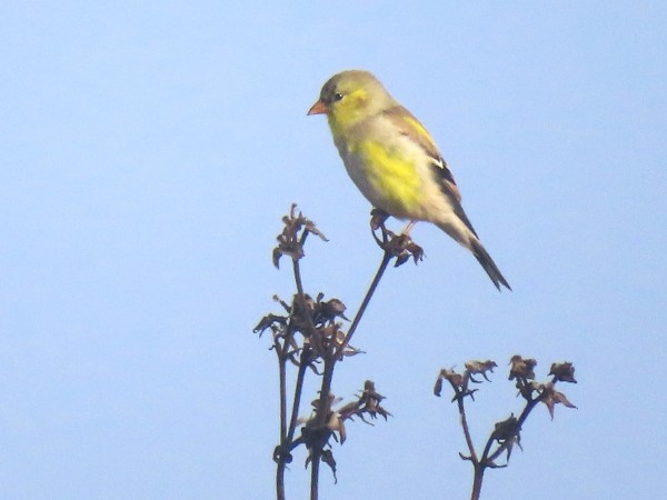 American Goldfinch