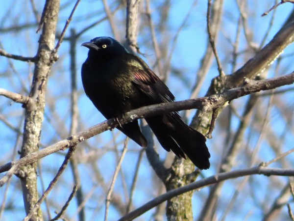 Common Grackle 