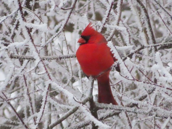 Northern Cardinal