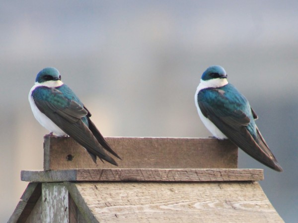 Tree Swallows