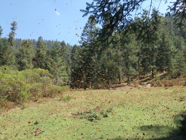 Monarchs at El Rosario