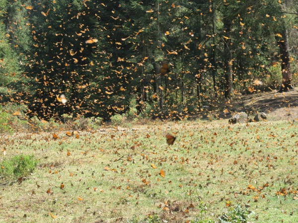 Monarchs at El Rosario Sanctuary