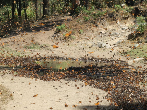 Monarchs at El Rosario