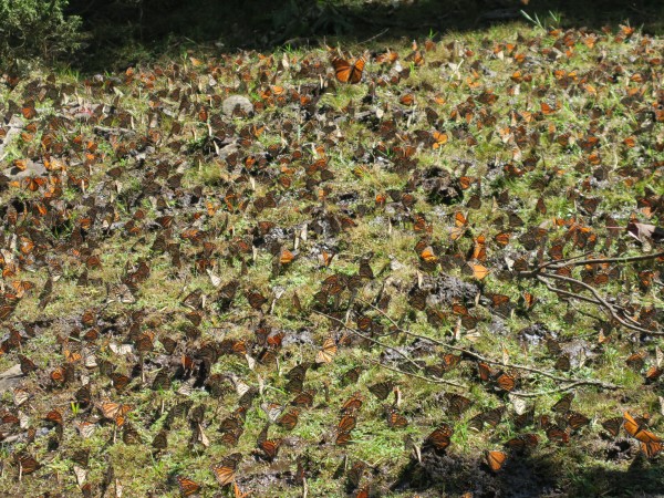 Monarchs at El Rosario