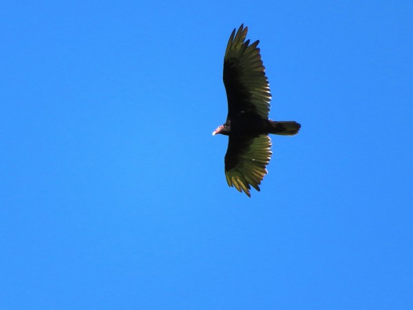 Turkey Vulture