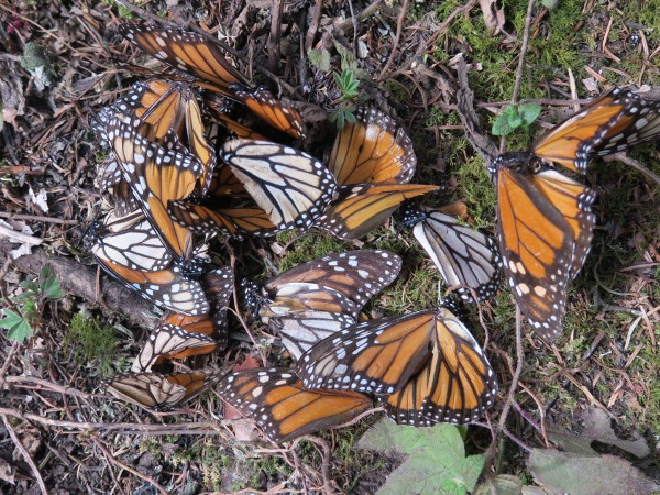 Deceased monarchs on forest floor.