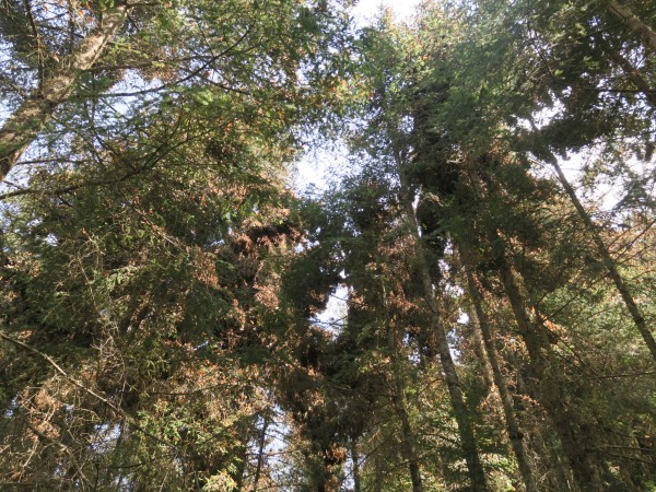 Monarchs clustered at La Salud