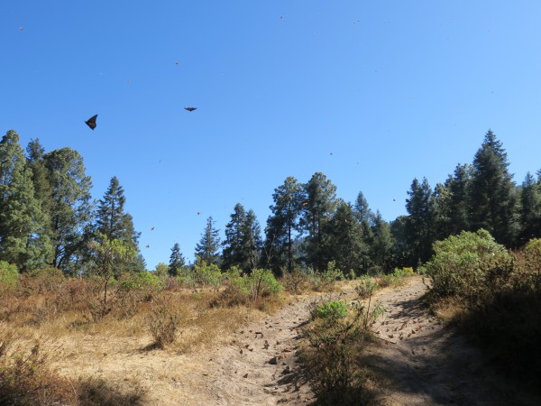 Monarchs at La Salud