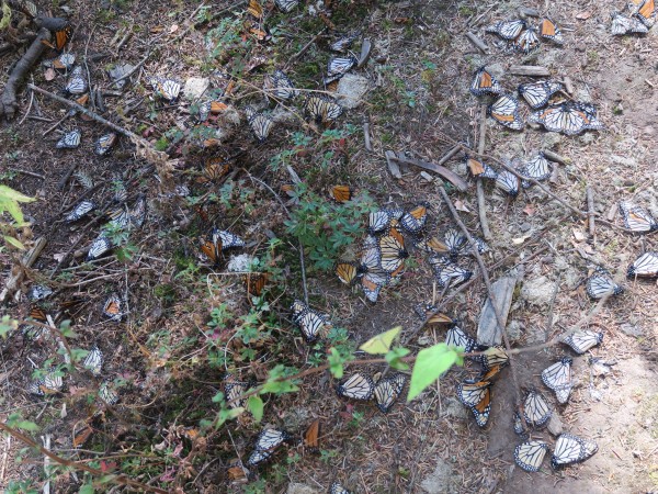 Deceased monarchs on forest floor.