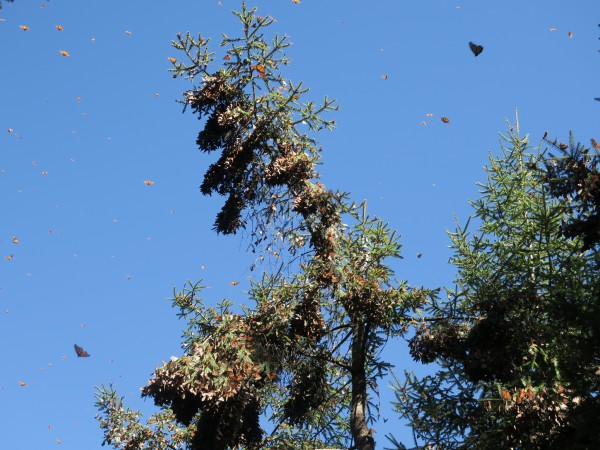 Monarchs at La Salud.