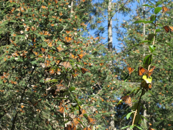 Monarchs at la salud