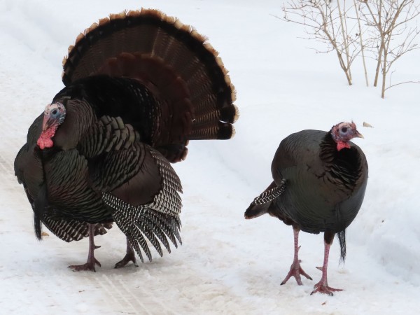 wild turkeys