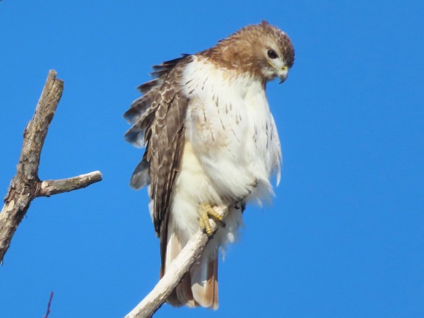 Red-tailed Hawk 