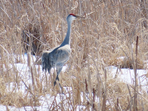 Sandhill Crane