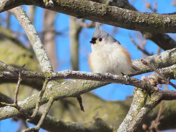 Tufted Titmouse