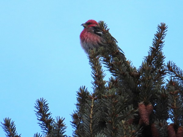 Male White-winged Crossbill