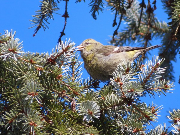 Female White-winged Crossbill 