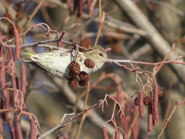 Pine Siskin 