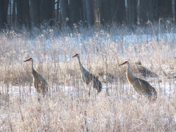 Sandhill Cranes 